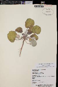 Eriogonum scabrellum image