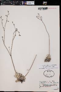 Eriogonum tenellum var. tenellum image