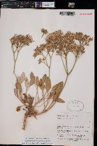 Eriogonum thompsoniae var. albiflorum image