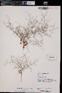 Eriogonum trichopes image