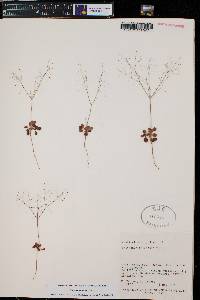 Eriogonum trichopes image