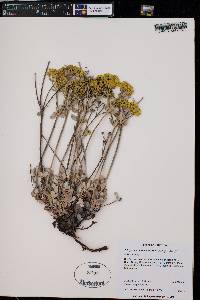 Eriogonum umbellatum subsp. munzii image