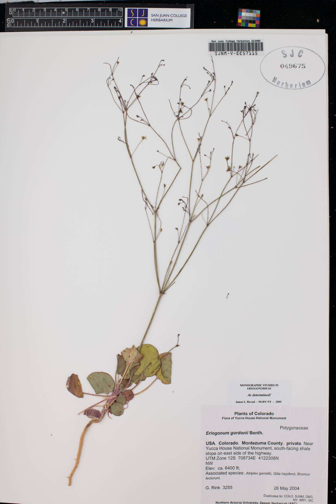Eriogonum gordonii image