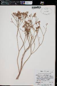 Eriogonum lonchophyllum image