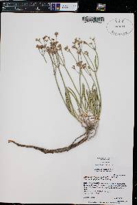 Eriogonum lonchophyllum image