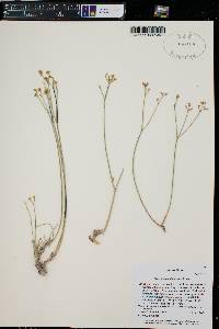 Eriogonum mitophyllum image