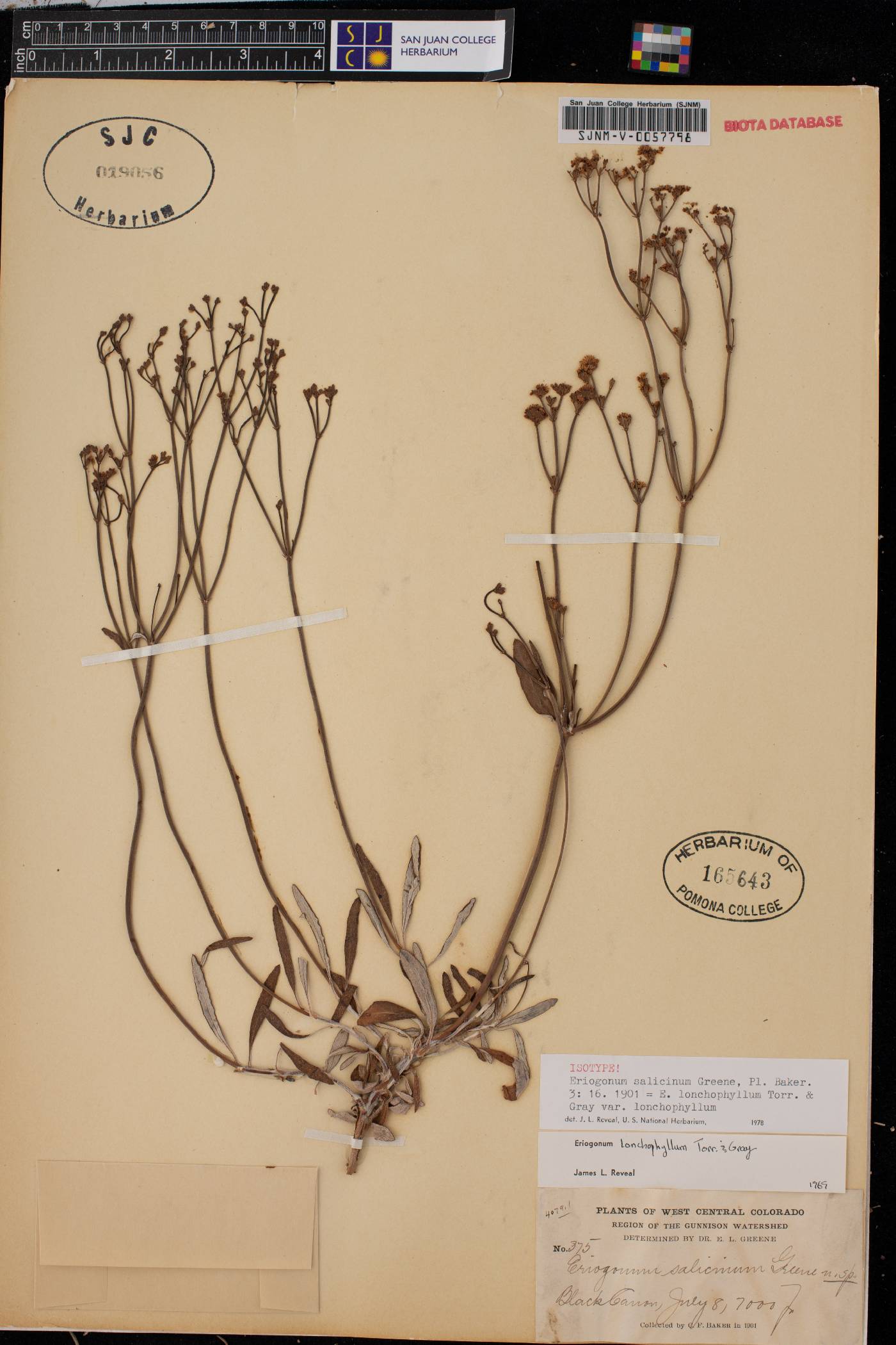Eriogonum lonchophyllum var. lonchophyllum image