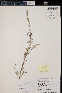 Polygonum ramosissimum image