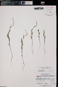 Polygonum douglasii subsp. johnstonii image