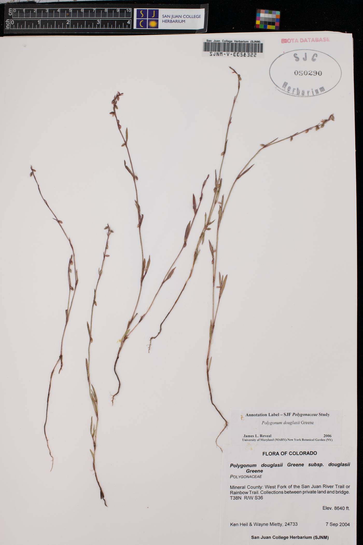 Polygonum douglasii subsp. douglasii image