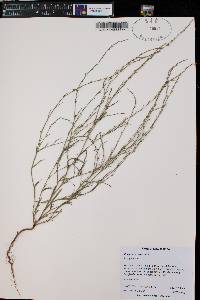 Polygonum erectum image