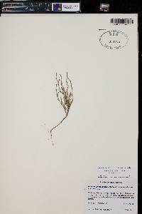 Polygonum douglasii subsp. johnstonii image