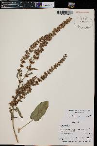 Rumex maritimus image