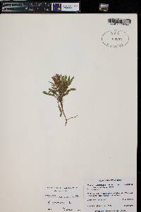 Rumex mexicanus image