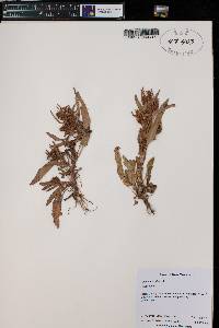 Rumex mexicanus image