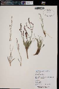 Rumex paucifolius image