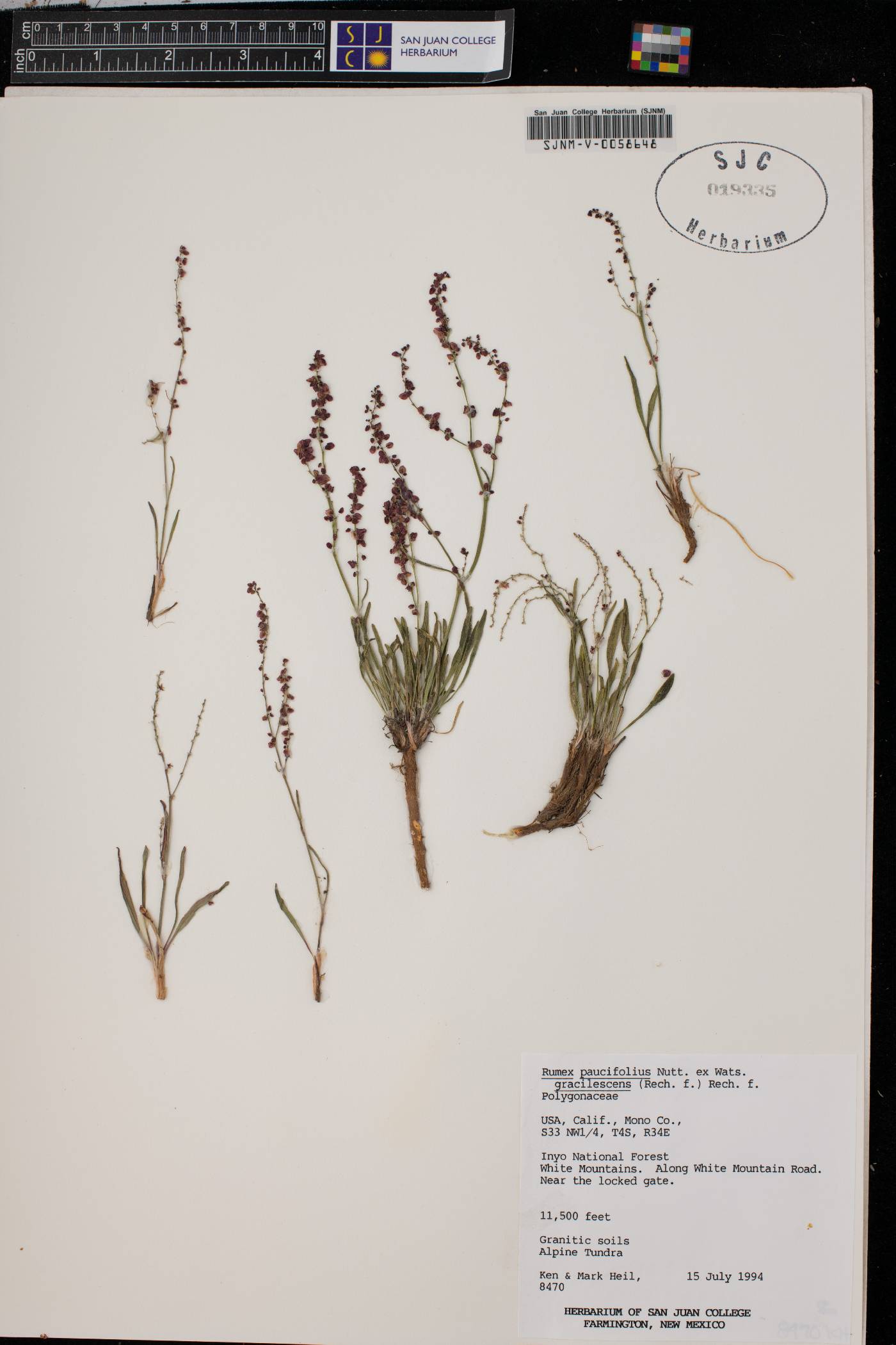 Rumex paucifolius var. gracilescens image