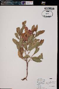 Rumex venosus image