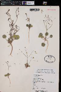 Stenogonum flexum image