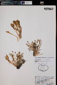 Claytonia megarrhiza image