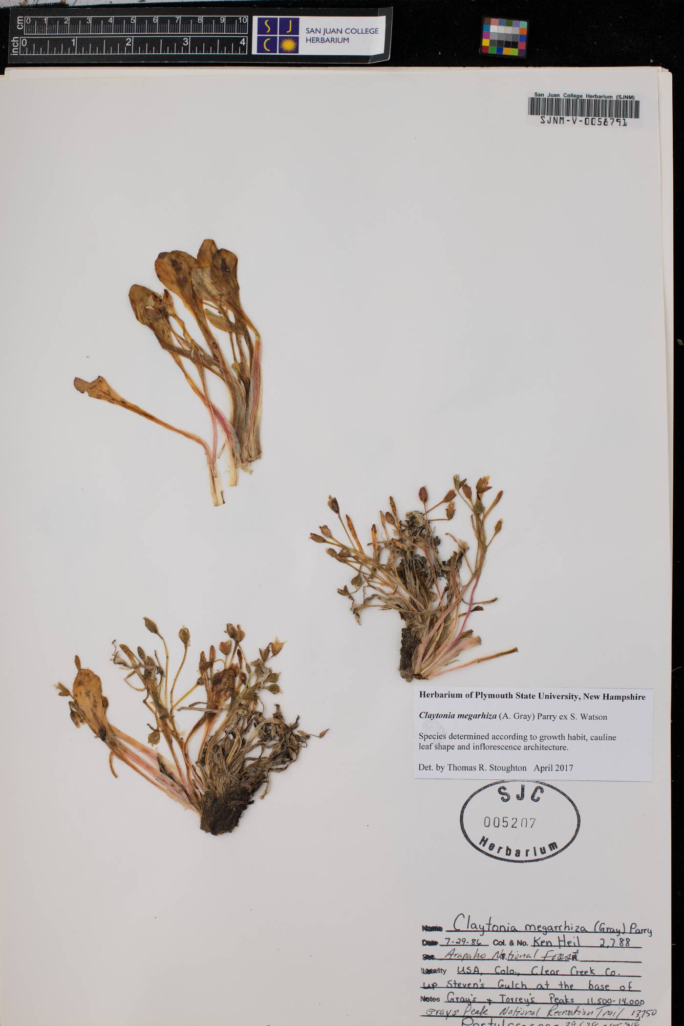 Claytonia megarrhiza image