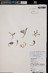 Claytonia megarhiza image