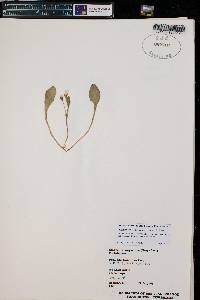 Claytonia megarhiza image