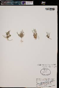 Claytonia parviflora image