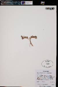 Phemeranthus brevicaulis image