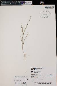 Polygonum douglasii image