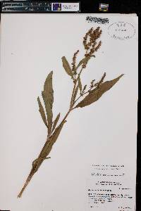 Rumex salicifolius image