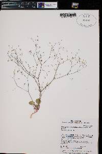 Stenogonum flexum image