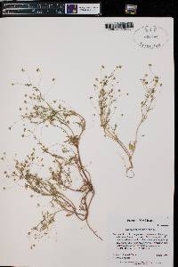 Stenogonum salsuginosum image