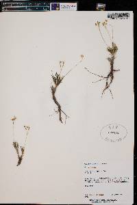 Phemeranthus parviflorus image