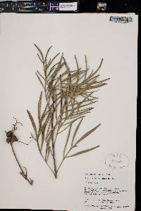 Image of Pelargonium grenvilleae