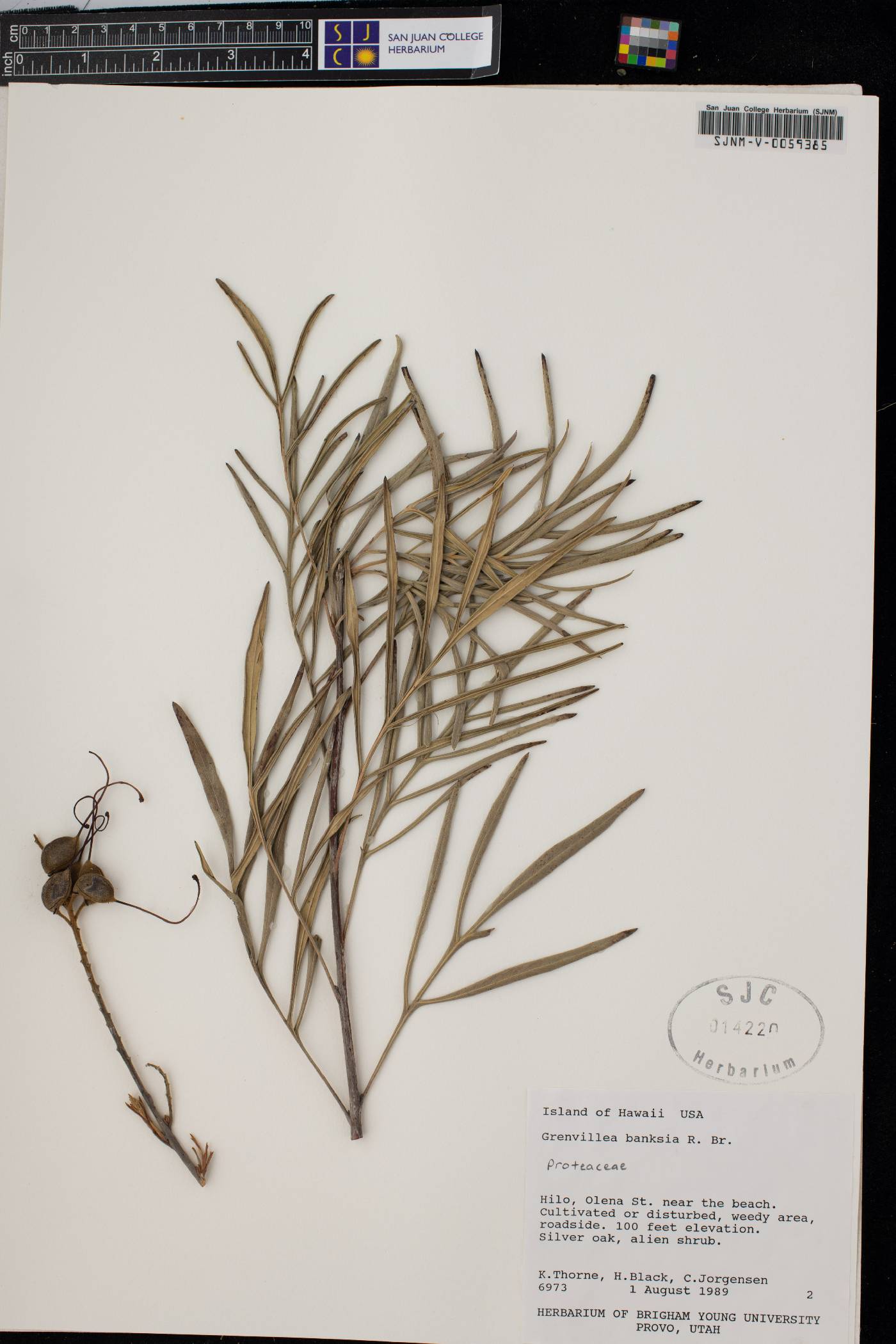 Pelargonium grenvilleae image