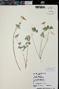 Aquilegia elegantula image