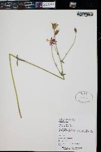 Aquilegia desertorum image