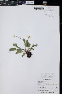 Caltha leptosepala image