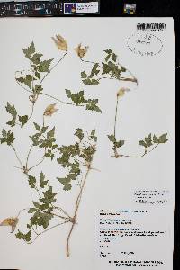 Clematis columbiana image