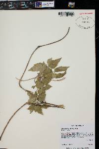 Clematis ligusticifolia image