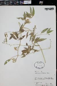 Clematis ligusticifolia image