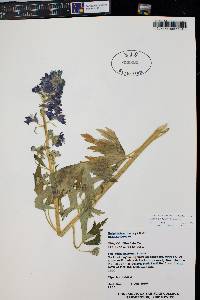 Delphinium barbeyi image