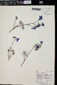 Delphinium bicolor image