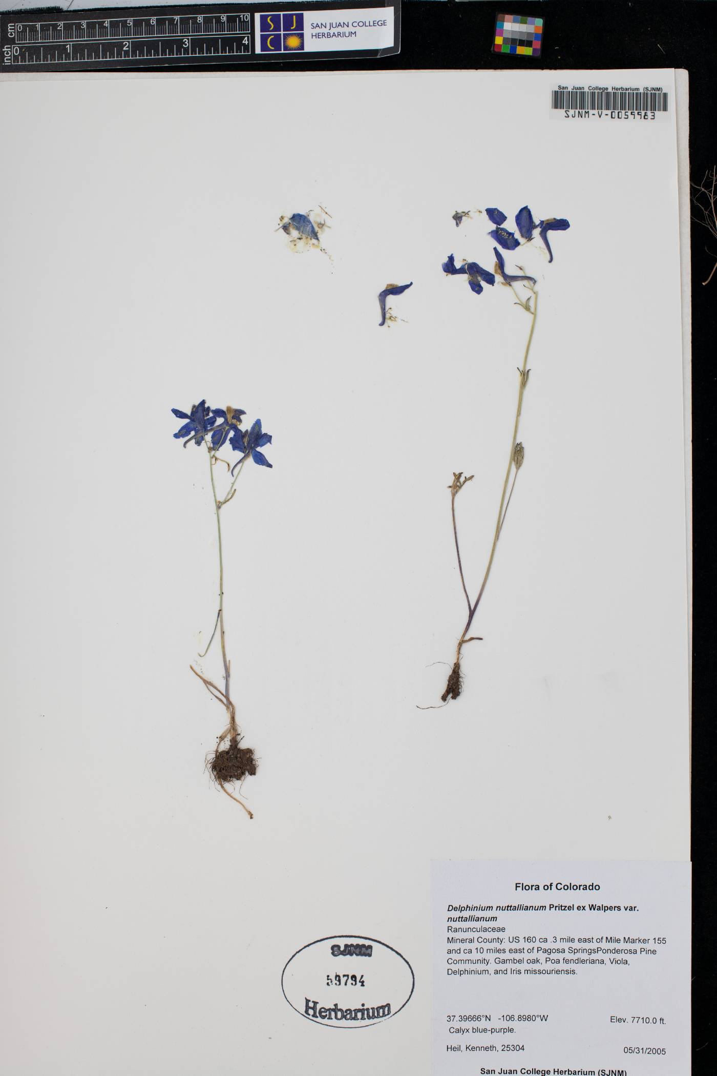 Delphinium nuttallianum var. nuttallianum image