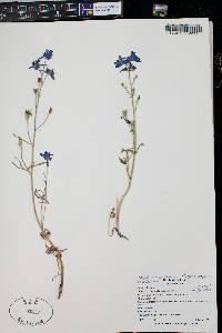 Delphinium nuttallianum image