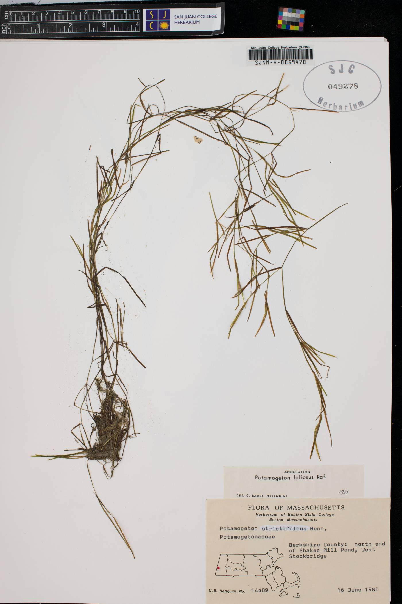 Potamogeton strictifolius image