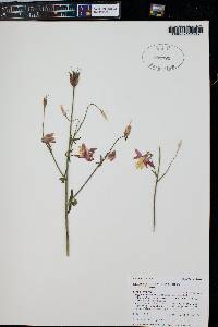 Aquilegia formosa image