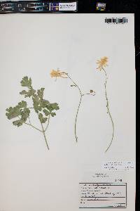 Aquilegia micrantha image