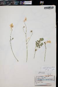 Aquilegia micrantha image